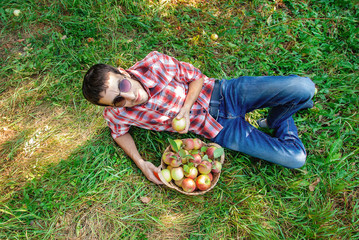 Wall Mural - Man gardener picks apples in the garden in the garden. Selective focus.