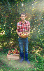 Wall Mural - Man gardener picks apples in the garden in the garden. Selective focus.