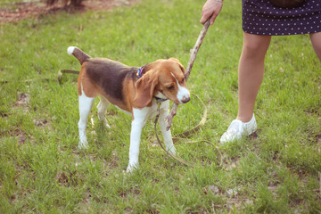 Wall Mural - beagle, faithful loyal friend, walking in spring park