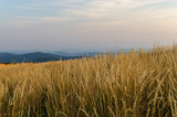 Fototapeta Niebo - Trawy na połoninie