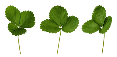 set of fresh green strawberry leaves isolated on white background. close up.