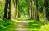 Fototapeta Las - Beautiful Green Forest trees with morning sunlight, Path in spring forest