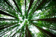© Andy - Giant tree and ancients cedars in Cathedral Grove in Vancouver, rainforest, perspective view to the sky and sunlight