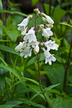 Foxglove Beardtongue (Penstemon Digitalis) In Rain In Central Virginia In Spring. 