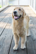 © KCULP - Golden Retriever Dog Smiling on Wooden Bridge