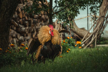 Illuminated Angry Rooster (Phoenix Chicken) Before The Fighting. Beatiful, Fluffy And Colorful Cock On The Farm Standing Between The Trees And Posing To Camera - Natural Light.