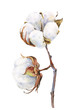 Watercolor illustration of a delicate branch of fluffy cotton.