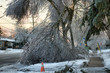© bibi - Frozen tree collapses and takes down power lines. This photo was taken after the 2013 ice storm in Toronto which result in a major power outage that lasted several days.