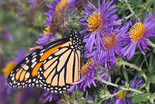 Monarch Butterfly (Danaus Plexippus) Nectaring On New England Aster (Aster Novae-angliae) In Early Fall In Preparation For Migration To Mexico.