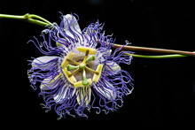 Purple Passion Flower (Passiflora Incarnata)--also Called "maypop"--is One Of The Only Species Of Passion Flower Native To North America, And The One Species Found Farthest North. 