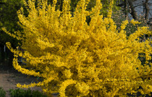 Yellow Forsythia Flowers Pattern Or Texture In Spring Garden. Blooming Easter Tree With Selective Focus