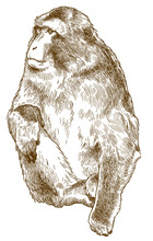 Engraving Antique Illustration Of Barbary Macaque