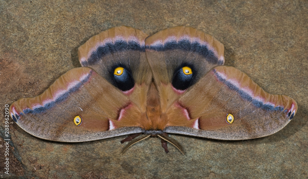 Male Polyphemus moth (Antheraea polyphemus). Eyespots on hind wings are ...