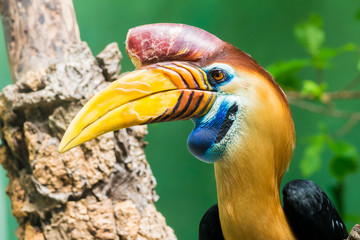 Helmeted Hornbills 