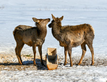Two Deer Near The Feeding Trough.