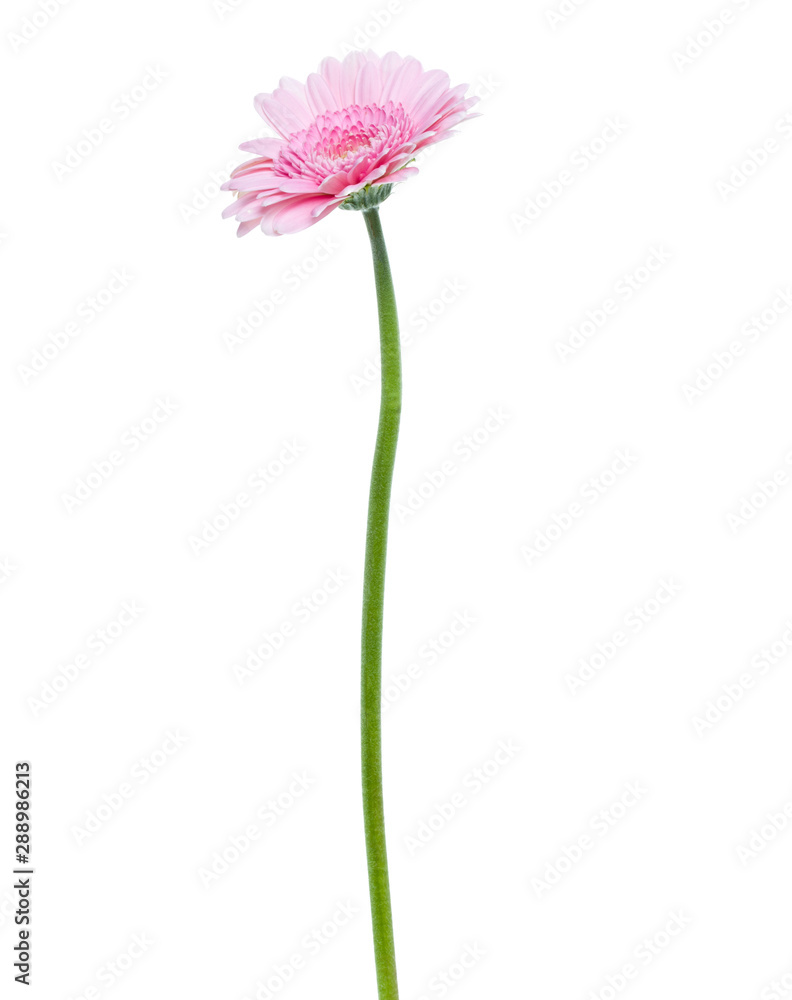 Vertical pink gerbera flower with long stem isolated on white background - obrazy, fototapety, plakaty 