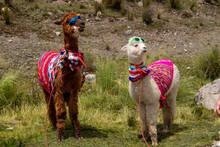 Animal Típico De Perú, La  Llama Y Alpaca Adornada En Forma Típica Por Los Peruanos