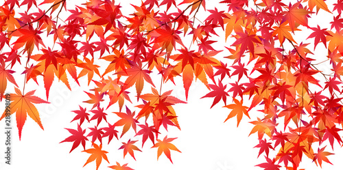 紅葉 もみじ 葉 背景 Stock Vector Adobe Stock 紅葉 もみじ 葉 背景 Stock Vector Adobe Stock