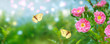 Mysterious fairy tale spring floral bright banner with blooming pink rose flowers and flying yellow butterflies on blurred sky blue background and shiny glowing bokeh.