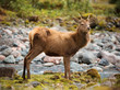Elk Scotland