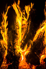 Wall Mural - bright orange languages of a fire on wooden logs at night. wood on fire. bonfire at night. campfire. beautiful flame on black background.