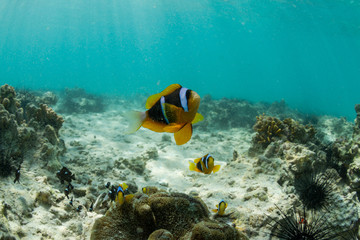  clown fish on a tropical reef in the ocean