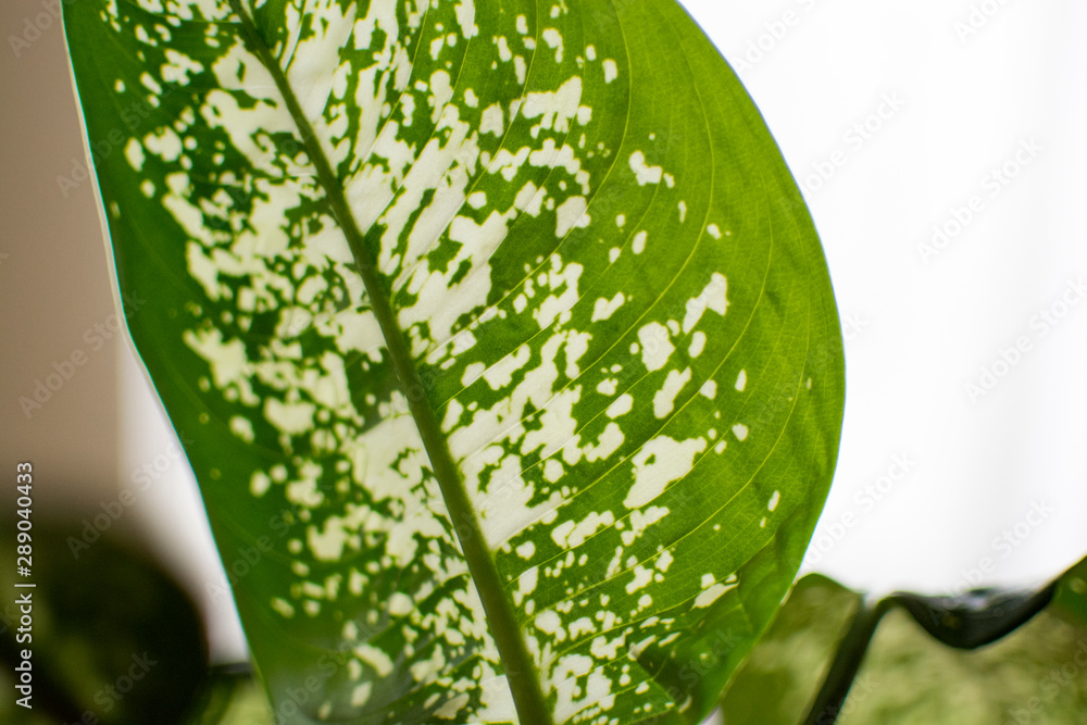 Green leaf with white spots, home plant tree dieffenbachia Stock Photo |  Adobe Stock
