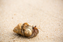 Hermit Crab On The Beach