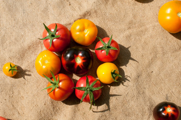 yellow delicious tomatoes on a private plot