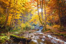 Autumn In Wild Forest - Vibrantl Forest Trees And Fast River With Stones
