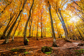 Wall Mural - golden autumn forest background with sun and vibrant leaves