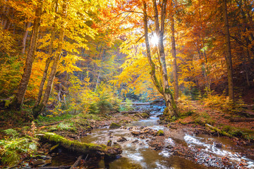 Wall Mural - autumn in wild forest - vibrantl forest trees and fast river with stones