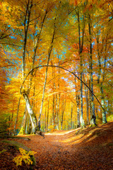 Wall Mural - autumn path in golden forest