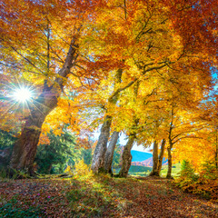 Wall Mural - real sun in autumn landscape - tall forest golden trees with sunlight, panoramic