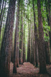 Outdoor nature Redwood forest with tall trees in symmetry
