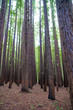 Outdoor nature Redwood forest with tall trees in symmetry