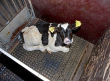 Calf. Calves In Stable Farming. Netherlands In Box