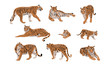 Set of realistic tiger and cubs in different poses. The tiger stands, lies, goes, hunts. Animals of Asia. Panthera tigris. Big cats. Predatory mammals. 