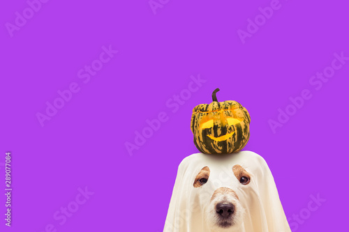 Cuadros en Lienzo Funny dog in Halloween costume of ghost holding small pumpkin on head