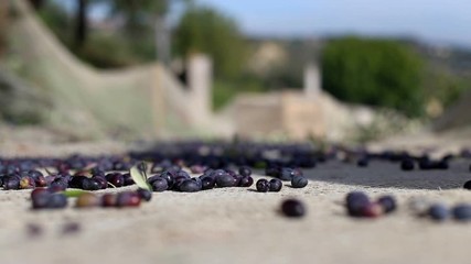 From the bottom, macro shot of black olives dropping on a plastic net during olive harvesting.
