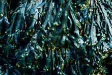 Seaweed In Turquoise Hue
