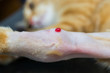 © Todorean Gabriel - serosanguineous fluid from joint of a cat after joint puncture