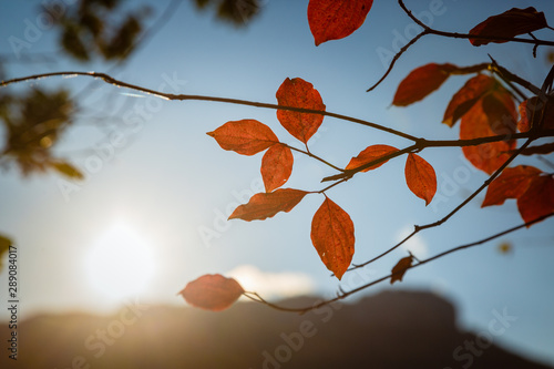 Foto-Schiebegardine mit Schienensystem - Red and Orange Autumn Leaves Background (von YURII Seleznov)