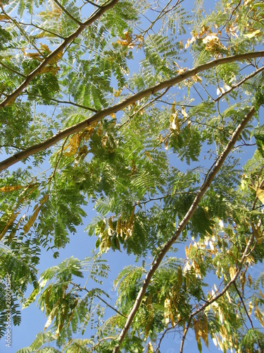 Persian Silk Tree Pink Mimosa Persian Acacia Albizia Julibrissin Tree Seeds In Late Summer With A Clear Blue Summer Sky Background Buy This Stock Photo And Explore Similar Images At Adobe