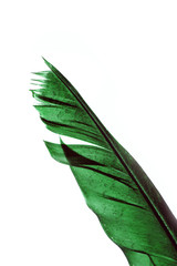 Wall Mural - Bird feather / Feathers of large birds have been and are used to make quill pens.