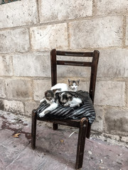 Cute street cats sitting on an old chair