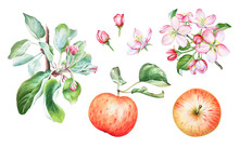 Watercolor Apple Tree Branches With Apples And Flowers.