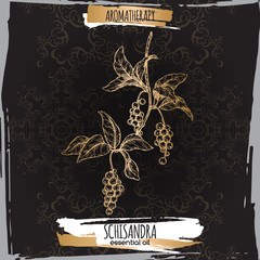 Wall Mural - Schisandra aka Schisandra chinensis or magnolia vine sketch on black lace background.