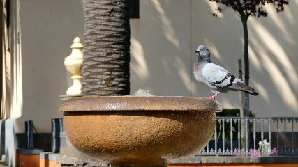 A pigeon is resting by standing on a pond under a tree nearby roadside on a sunny day in a big city.
