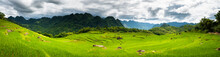 Terraced Green And Yellow Rice Fields Of Pu Luong, Close To Mai Chau In Thanh Hoa Province. Transition Stage To Harvest Season In Pu Luong. Stitched Panorama. 